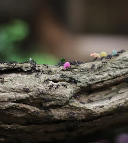 Could Insights from Ants Help People Build Better Transportation Networks?