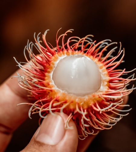 Choosing Rambutan Seeds Choosing the right rambutan seeds is essential for successful planting. Here are some factors to consider when selecting rambutan seeds: 1. Freshness: Opt for fresh rambutan seeds as they have a higher chance of germination. Look for seeds that are plump, firm, and without any signs of drying or damage. 2. Variety: There are different varieties of rambutan with varying taste and texture. Decide on the variety you prefer and choose seeds accordingly. Popular varieties include R167, R134, and R156. 3. Source: Buy seeds from reputable sources such as nurseries or trusted suppliers. This ensures that you get high-quality seeds that are more likely to produce healthy and productive trees. 4. Genetic Diversity: Consider obtaining seeds from different parent trees to enhance genetic diversity. This can help in developing stronger and more resilient rambutan trees. 5. Ripeness: Select seeds from fully ripe rambutan fruits. The ripe fruits should have vibrant and uniform skin color and the spines should be starting to turn brown. Ripe fruits indicate mature seeds that are ready for planting. 6. Size: Larger seeds tend to have better chances of germination. Look for seeds that are relatively larger compared to the average seed size. By considering these factors, you can increase the probability of successful germination and ensure the growth of healthy rambutan trees. Take your time to carefully choose the seeds, as it plays a crucial role in determining the overall success of your rambutan planting venture. Preparing the Soil Proper soil preparation is vital for the healthy growth of rambutan trees. Follow these steps to prepare the soil before planting your rambutan seeds: 1. Soil Type: Rambutan thrives in well-draining soil that is rich in organic matter. Ideally, the pH level of the soil should be between 5.0 to 6.5. Conduct a soil test to determine its pH and make necessary amendments to achieve the optimal range if needed. 2. Clear the Area: Remove any vegetation or debris from the planting area to create a clean space for the rambutan trees to grow. This will minimize competition for nutrients and resources. 3. Digging the Hole: Dig a hole that is twice the size of the root ball or seedling container. The depth should be enough to accommodate the root system without crowding or bending the roots. 4. Adding Organic Matter: Incorporate well-rotted compost or organic matter into the soil. This helps improve soil structure, enhances water retention, and provides essential nutrients for the rambutan trees. 5. Vermicompost: Consider adding vermicompost, which is rich in beneficial microorganisms and nutrients. Vermicompost can further enhance soil fertility and promote healthy root development. 6. Mulching: Apply a layer of organic mulch around the base of the rambutan trees. This helps retain moisture, regulate soil temperature, and suppress weed growth. Use materials such as straw, wood chips, or leaves for effective mulching. 7. Soil Moisture: Ensure that the soil is adequately moist before planting. Avoid planting in waterlogged or excessively dry soil conditions, as this can hinder the establishment and growth of rambutan trees. By properly preparing the soil, you create a favorable environment for the rambutan seeds to germinate and for the young trees to establish strong root systems. This sets the foundation for healthy growth and high-quality yields in the future. Remember to regularly monitor and maintain the soil health throughout the growing season to ensure the optimal growth of your rambutan trees. Soaking the Seeds Soaking rambutan seeds before planting can promote successful germination. Here’s a guide on how to soak rambutan seeds: 1. Gather the Seeds: Collect fresh and mature rambutan seeds from fully ripe fruits. Ensure that the seeds are free from any signs of damage or deterioration. 2. Cleaning the Seeds: Rinse the rambutan seeds in clean water to remove any pulp or debris attached to them. This helps to prevent the growth of unwanted organisms and promotes a healthy soaking process. 3. Soaking Container: Choose a container that is large enough to hold all the seeds you have collected. Fill the container with room temperature water, ensuring there is enough water to fully submerge the seeds. 4. Soaking Time: Place the rambutan seeds into the water and allow them to soak for 24 to 48 hours. This soaking period helps to soften the seed coat and encourages faster germination. 5. Changing the Water: After 24 hours, drain the water and replace it with fresh room temperature water. This helps to prevent the buildup of any harmful substances released during soaking and ensures a clean environment for the seeds. 6. Checking for Germination: During the soaking process, some seeds may start to show signs of germination, such as small root tips emerging. These seeds can be considered viable and can be planted immediately. 7. Patience and Observation: Keep a close eye on the soaked seeds and check for any signs of mold or decay. If any seeds appear to be deteriorating or show signs of rot, discard them to prevent potential contamination. Soaking rambutan seeds can help to break dormancy and stimulate the germination process. After the recommended soaking period, the seeds are ready to be planted. Remember to handle the soaked seeds with care as they might be delicate during this stage. With the right conditions and proper care, your soaked rambutan seeds will have a higher chance of germinating and growing into healthy rambutan trees. Planting the Seeds Once the rambutan seeds have been soaked and prepared, it’s time to plant them. Follow these steps to ensure successful planting: 1. Prepare Seedling Containers: Use small pots or seedling trays with drainage holes to plant the rambutan seeds. Fill the containers with a well-draining potting mix that is suitable for fruit tree seedlings. 2. Planting Depth: Create a small indentation in the center of the potting mix and place the soaked rambutan seed. Gently cover the seed with a thin layer of the potting mix, ensuring it is not buried too deeply. 3. Watering: After planting, give the soil a gentle watering, ensuring it is moist but not overly saturated. Avoid overwatering as it can lead to root rot. Place the containers in a location where they can receive indirect sunlight. 4. Germination Period: Rambutan seeds typically germinate within two to three weeks, but it can vary. Keep the soil consistently moist during this period and maintain a warm temperature of around 80°F (27°C). 5. Transplanting: Once the seedlings have developed a few true leaves and are around six inches tall, they are ready to be transplanted into larger pots or directly into the ground. Gently lift the seedlings from their containers, being careful not to damage the roots, and transplant them into their new location. 6. Spacing: If planting multiple rambutan trees, ensure adequate spacing between them. Each tree should have enough space to grow and receive sufficient sunlight and airflow. 7. Care and Maintenance: After transplanting, continue to provide adequate water, sunlight, and nutrition for the rambutan seedlings. Regularly monitor the soil moisture levels and adjust watering accordingly. Apply a balanced fertilizer to support healthy growth. By following these steps, you can increase the chances of successful germination and establish healthy rambutan seedlings. Remember to be patient and provide proper care as the seedlings develop into mature trees that will eventually bear delicious rambutan fruits. Watering Watering is a crucial aspect of caring for rambutan trees as it directly impacts their growth and fruit production. Here are some guidelines for proper watering: 1. Moisture Requirements: Rambutan trees thrive in evenly moist soil conditions. It’s important to maintain a consistent level of moisture in the root zone without over-saturating the soil. 2. Frequency: Water your rambutan tree regularly to keep the soil moist. The frequency of watering will depend on various factors such as the climate, soil type, and tree age. Generally, aim to provide water every 7-10 days, adjusting as needed based on the moisture levels of the soil. 3. Deep Watering: When watering, ensure that the water reaches the root zone of the tree. Deep watering encourages the development of deep, strong roots. Avoid shallow watering, which can lead to a weak root system. 4. Drip or Soaker Irrigation: Consider using drip irrigation or soaker hoses to provide a slow and controlled water supply directly to the roots. This method minimizes water wastage and ensures efficient soaking of the soil. 5. Mulching: Apply a layer of organic mulch around the base of the tree, leaving a gap around the trunk. Mulch helps retain moisture in the soil, reduces evaporation, and regulates soil temperature. This can reduce the frequency of watering needed. 6. Rainwater Utilization: Whenever possible, collect and utilize rainwater for watering your rambutan trees. Rainwater is generally free from chemicals found in tap water and is beneficial for the overall health of the plants. 7. Observation and Adjustments: Monitor your tree regularly for signs of over or under-watering. Look for wilting leaves or excessive yellowing, which may indicate inadequate or excessive moisture. Adjust your watering schedule and amount accordingly. Remember that proper watering is essential during the flowering and fruiting stages of the rambutan tree. During these periods, ensure adequate moisture to support the development of healthy flowers and fruits. By following these guidelines, you can provide the necessary hydration for your rambutan trees and promote their overall health and productivity. Consistent and appropriate watering practices contribute to the success of your rambutan cultivation venture. Providing Proper Sunlight Sunlight is vital for the growth and development of rambutan trees. Here’s how to ensure your rambutan trees receive adequate sunlight: 1. Full Sun Exposure: Rambutan trees thrive in full sunlight, which is defined as at least 6-8 hours of direct sunlight per day. Choose a location for planting where the trees will receive maximum sunlight exposure. 2. Avoid Shady Areas: Avoid planting rambutan trees in areas shaded by tall trees or buildings. These structures can block sunlight and hinder the growth of your rambutan trees. 3. South or Southeast Exposure: For optimal sun exposure, plant your trees in an area that faces south or southeast. These directions typically receive the most sunlight throughout the day. 4. Tree Spacing: Ensure proper spacing between rambutan trees to prevent them from shading each other. Adequate spacing allows each tree to receive sufficient sunlight on all sides, promoting balanced growth. 5. Pruning for Sunlight Penetration: Regularly prune your rambutan trees to remove any overgrown or crossed branches. Pruning increases airflow and sunlight penetration throughout the tree canopy, enhancing overall health and fruit production. 6. Monitor Sunlight Patterns: Observe the movement of sunlight throughout the day and across the seasons. This will help you identify any potential changes in shade patterns and adjust the positioning of your trees, if necessary. 7. Shade Cloth Protection: In extremely hot or tropical climates, where excessive sun exposure may cause leaf burn, consider using shade cloths to provide some protection. Opt for a shade cloth with around 30-40% shade factor, allowing enough sunlight while reducing the intensity. Remember that while rambutan trees require ample sunlight, they also benefit from some protection against strong winds. Find a balance between sun exposure and wind protection when selecting the planting location. By providing proper sunlight, you ensure that your rambutan trees receive the energy they need for photosynthesis and overall growth. This contributes to the development of healthy trees that can provide abundant and delicious rambutan fruits. Adding Fertilizer Fertilizing rambutan trees is essential to provide them with the necessary nutrients for healthy growth and optimal fruit production. Here’s how to effectively add fertilizer to your rambutan trees: 1. Soil Analysis: Before adding fertilizer, conduct a soil analysis to determine its nutrient content. This will help you identify any deficiencies and select the appropriate fertilizer formulation. 2. Balanced Fertilizer: Use a balanced fertilizer specifically formulated for fruit trees. Look for a fertilizer with an NPK ratio of 8-8-8 or 10-10-10, containing a mix of nitrogen, phosphorus, and potassium, as well as micronutrients. 3. Timing: Apply fertilizer to your rambutan trees during their active growth periods. Generally, fertilization should be done in early spring and again in early summer to support flowering and fruiting. 4. Application Rate: Follow the instructions on the fertilizer packaging to determine the appropriate amount to apply. Typically, for young rambutan trees, apply 1/4 to 1/2 pound of fertilizer per tree, gradually increasing the amount as the tree matures. 5. Application Method: Scatter the fertilizer evenly around the base of the tree, extending slightly beyond the drip line. Avoid direct contact of the fertilizer with the tree trunk to prevent burning. 6. Watering after Fertilization: After applying the fertilizer, water the area thoroughly to help the nutrients penetrate the soil and reach the roots. This will also prevent the fertilizer from burning the roots. 7. Organic Alternatives: If you prefer organic methods, consider using compost or well-rotted manure as a natural fertilizer. These organic materials provide slow-release nutrients and improve soil structure. 8. Monitor and Adjust: Regularly monitor the health of your rambutan trees and observe any signs of nutrient deficiencies or excesses. Adjust the fertilizer application as needed, based on the specific needs of your trees. Remember, it’s important to balance fertilizer application with other cultural practices such as proper watering, pruning, and soil management. This ensures that rambutan trees receive all the necessary elements for healthy growth and abundant fruiting. By adding fertilizer appropriately, you can provide your rambutan trees with the essential nutrients they need to thrive, resulting in healthy trees and a bountiful harvest of delicious rambutan fruits. Pruning Pruning is an important practice in maintaining the health, shape, and productivity of rambutan trees. Here’s a guide on how to effectively prune your rambutan trees: 1. Timing: Prune your rambutan trees during their dormant period, which is typically in late winter or early spring. Avoid pruning during active growth or flowering stages as it may negatively impact fruit production. 2. Remove Dead or Damaged Branches: Start by removing any dead, diseased, or damaged branches. This helps prevent the spread of infections and improves the overall appearance of the tree. 3. Thin Out Overcrowded Branches: Thin out overcrowded branches to improve airflow and sunlight penetration throughout the canopy. This reduces the risk of fungal diseases and encourages more uniform fruiting. 4. Shape the Tree: Prune to shape the rambutan tree and maintain a balanced structure. Aim for an open center or vase-like shape, allowing sunlight to reach all parts of the tree. 5. Remove Suckers and Water Sprouts: Prune away suckers (shoots arising from the base) and water sprouts (vigorous upright shoots) as they compete for resources and can affect the overall growth and productivity of the tree. 6. Prune for Size Control: If your rambutan tree is growing too large for its allocated space, selectively prune branches to control its size. Be mindful not to remove too much foliage, as it is necessary for proper photosynthesis and fruit production. 7. Use Proper Tools: Use clean, sharp pruning tools such as pruning shears or loppers. This ensures clean cuts and reduces the risk of damaging the tree. 8. Regular Maintenance Pruning: Schedule regular maintenance pruning sessions to keep your rambutan trees in good shape. This includes removing any crossed or rubbing branches and maintaining an open canopy structure. Remember to step back periodically and assess the overall shape and balance of the tree as you prune. Pruning should be done gradually and conservatively, avoiding excessive removal of foliage or major branches. By practicing proper pruning techniques, you can effectively manage the growth of your rambutan trees, improve airflow and sunlight penetration, and enhance the overall health and productivity of the trees. Protecting from Pests and Diseases Pests and diseases can pose a significant threat to the health and productivity of rambutan trees. Here are some measures to protect your rambutan trees from pests and diseases: 1. Regular Monitoring: Regularly inspect your rambutan trees for any signs of pests or diseases. Look for chewed leaves, wilting, discoloration, or unusual spots. Early detection allows for prompt action to prevent further damage. 2. Integrated Pest Management (IPM): Implement an IPM approach by combining various pest control strategies. This includes cultural practices, biological controls, and targeted use of pesticides when necessary. 3. Cultural Practices: Adopt good cultural practices such as proper sanitation, pruning, and removal of dried leaves and fruits, which can harbor pests and diseases. Keep the surrounding area clean to reduce potential breeding grounds for pests. 4. Biological Controls: Encourage beneficial insects and predators that naturally control pests. Planting companion plants that attract beneficial insects, such as ladybugs or lacewings, can help reduce populations of harmful pests. 5. Chemical Controls: If necessary, use pesticides sparingly and selectively. Choose products that are specifically formulated for the pests and diseases affecting rambutan trees. Follow the instructions carefully and apply the pesticides during the recommended times. 6. Disease-resistant Varieties: Consider planting disease-resistant rambutan varieties. These varieties have built-in genetic resistance, helping to reduce the chances of disease occurrence and simplifying pest management. 7. Proper Irrigation: Avoid overwatering, as excessive moisture can create a favorable environment for pests and diseases. Water your rambutan trees at the base, avoiding wetting the foliage excessively. 8. Regular Pruning: Prune your trees to improve airflow and sunlight penetration, reducing the chances of fungal diseases. Remove any dead or diseased branches promptly to prevent the spread of infections. Remember that prevention is crucial in managing pests and diseases. Providing optimal growing conditions and maintaining a healthy tree is the first line of defense against pests and diseases. Regular monitoring and a proactive approach will help ensure the long-term health and productivity of your rambutan trees. Transplanting Rambutan Seedlings Transplanting rambutan seedlings from pots to their permanent location is a critical step in their growth and development. Follow these guidelines to ensure a successful transplant: 1. Timing: Transplant rambutan seedlings when they are around six inches tall and have developed a few true leaves. This generally occurs 9-12 months after germination. 2. Selecting the Site: Choose a well-drained location with full sun exposure for transplanting. Ensure that the soil is rich in organic matter and has a pH level between 5.0 to 6.5. 3. Preparing the Hole: Dig a planting hole that is wider and slightly deeper than the root ball of the seedling. Gently loosen the soil around the hole to encourage root penetration. 4. Transplanting Process: Carefully remove the seedling from its pot, being cautious not to damage the roots. Place the seedling in the center of the hole, making sure it is at the same depth it was in the pot. Backfill the hole with soil, firming it gently around the roots. 5. Watering: Immediately after transplanting, water the seedling thoroughly to help settle the soil around the roots. Maintain frequent watering during the initial weeks to ensure proper root establishment. 6. Staking: If the seedling is tall or in an area prone to strong winds, consider staking it to provide support. Use a soft material, such as cloth or plastic, to secure the seedling to the stake, avoiding damage to the trunk. 7. Mulching: Apply a layer of organic mulch around the base of the seedling, leaving a small gap around the trunk. This helps retain moisture, regulate soil temperature, and suppress weed growth. 8. Care and Maintenance: After transplantation, continue to provide proper care to the seedling. This includes regular watering, mulch replenishment, and monitoring for pests and diseases. Implement fertilization as needed to support healthy growth. Remember that transplant shock is common after transplantation. The seedling may experience temporary wilting or slower growth. However, with proper care and maintenance, it will recover and resume healthy growth. By following these guidelines, you can ensure a successful transplant for your rambutan seedlings. This will set the stage for their continued growth and development into mature and fruit-bearing rambutan trees. source